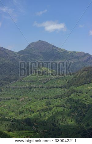 Panorama Over The Green Lush Tea Plantations In Munnar, India