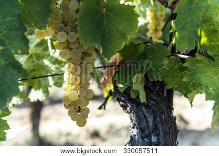 Detail Of Bunches Of White Grapes For Vernaccia Di San Gimignano In Tuscany