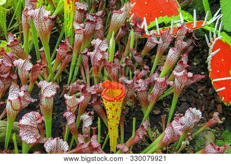 Close Up The  Nepenthes Plant In Asia Garden At Singapore