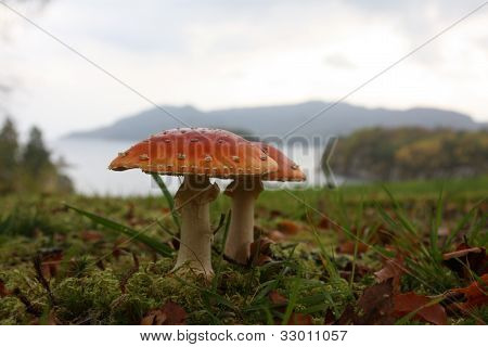 Amanita em estéreo