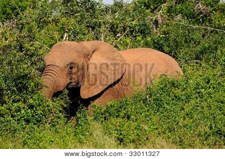 Elefante, Addo Elephant National Park, África do Sul