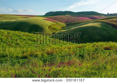 Landscape With Red Blossom Of Honey Flowers Sulla On Pastures And  Green Wheat Fields On Hills Of Si