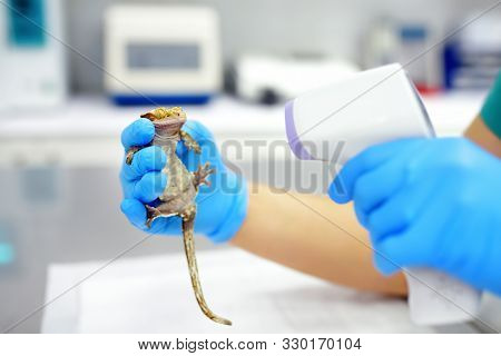 Veterinarian Doctor Is Measuring Temperature Geko. Exotic Animals. Health Of Pet.