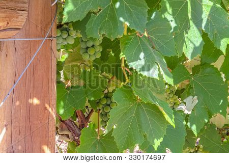 Green Grapes With Vivid Leaves Growing At A Vinyard During Wine Season