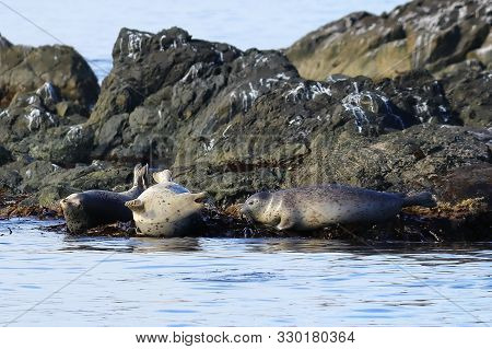 Spotted Seals (largha Seal, Phoca Largha) Laying On Coastal Rocks In Seal Sanctuary. Calm Blue Sea, 