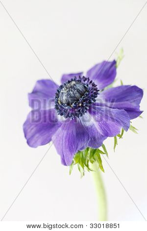 anémona flor