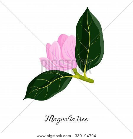 Vector Drawing Branch Of Magnolia Tree With Green Leaves And Ponk Flower, Hand Drawn Illustration