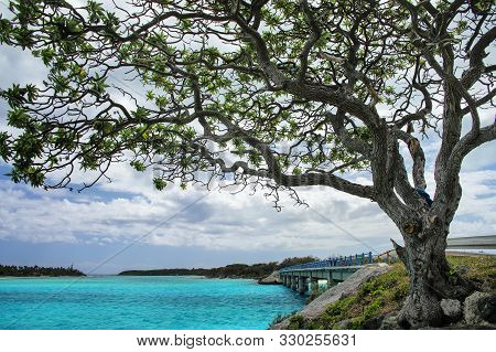 Big Tree By Mouli Bridge Between Ouvea And Mouli Islands, Loyalty Islands Archipelago, New Caledonia