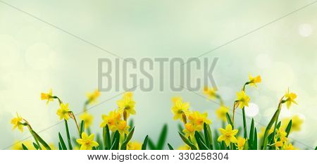Yellow Daffodil Flowers Over Sprong Web Banner Background With Copy Space