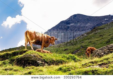Brown Cow In Swiss Alps