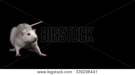 Gray Rat Isolated On Dark Black Background. Rodent Pet. Domesticated Rat Close Up. The Rat Is Lookin