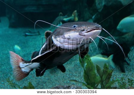Redtail Catfish (practocephalus Hermioliopterus) Floating In Freshwater Aquarium