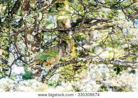Nestor Notabilis, Kea is an endemic mountain parrot in Arthur's Pass - Southern Alps, New Zealand. It is a very smart, omnivorous bird 