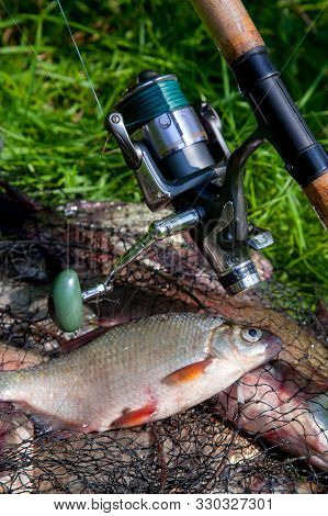 Single Freshwater White Bream Or Silver Bream On Keepnet With Bronze Breams Or Carp Breams On Green