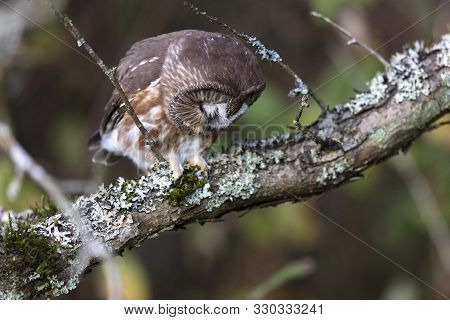 Northern Saw-whet Owl At Richmond Bc Canada