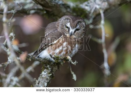 Northern Saw-whet Owl At Richmond Bc Canada