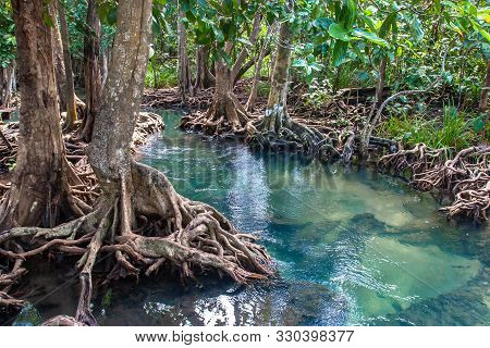 A Small River Flows Through A Mangrove Forest With Thick Trees With Twisted Roots. The Water Is Gree