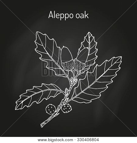 Aleppo Oak Quercus Infectoria , Medicinal Plant. Hand Drawn Botanical Vector Illustration