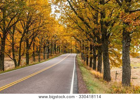 View Of Road With Oak Trees Alley At Autumn