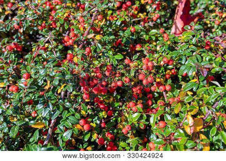 Fall Natural Background With Red Berries Of Gaultheria