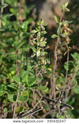 Yellow Germander - Latin Name - Teucrium Flavum
