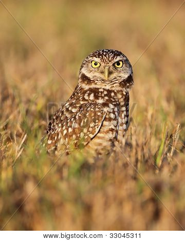 นกฮูก Burrowing