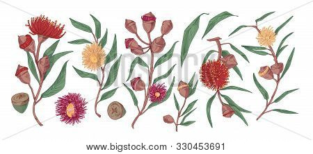 Blooming Eucalyptus Hand Drawn Vector Illustration Set. Gum-tree Stems With Leaves And Flowers Color