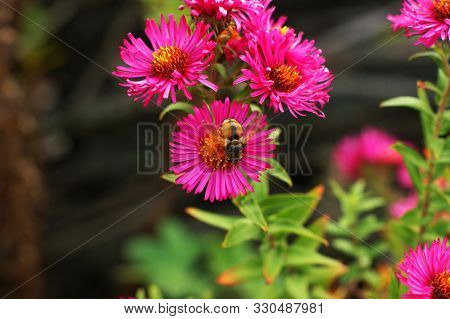 Beautiful Nature White And Pink Flowers. Beautiful Garden.
