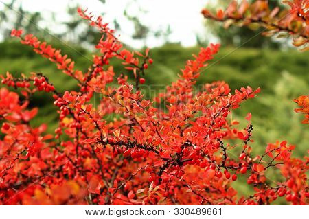 Ripe Red Berries Of Barberry On Branch Close-up. Fructiferous Shrub