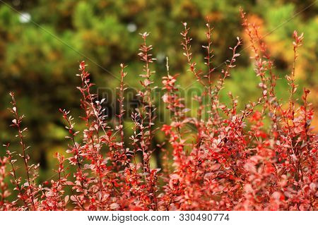 Ripe Red Berries Of Barberry On Branch Close-up. Fructiferous Shrub