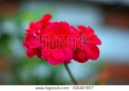 Beautiful Red Flower In Garden. Rose Flower Background. Roses Flower Texture