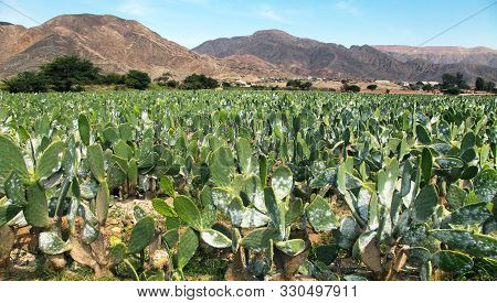 Prickly Pear Cactus Or Opuntia Field Near Nasca Town In Peru, Opuncia Cactuses Are Typical Agricultu