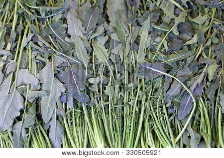 Broccoli Brassica Oleracea Called Broccolo Fiolaro From Creazzo A Small Town In Northern Italy