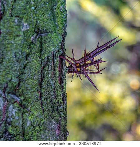 Spiky Thorns On An Acacia Tree Trunk As A Means Of Protection