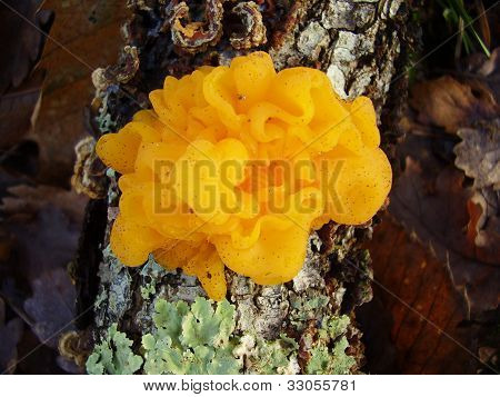 Houby Tremella Mesenterica