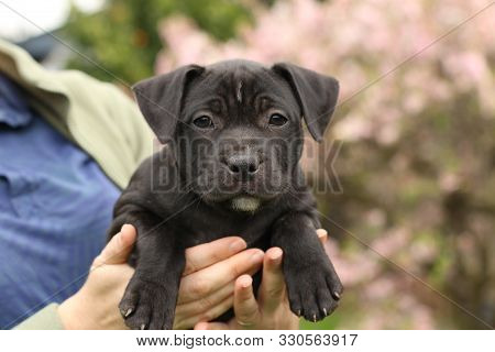 Cute Young 6 Week Old Staffordshire Terrior Pups Playing In Their Family Backyard, Being Posed And H