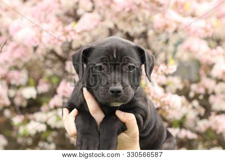 Cute Young 6 Week Old Staffordshire Terrior Pups Playing In Their Family Backyard, Being Posed And H