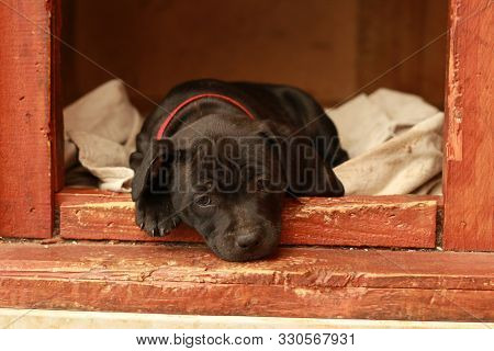 Cute Young 6 Week Old Staffordshire Terrior Pups Playing In Their Family Backyard, Sleeping And Rest