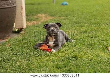 Cute Young 6 Week Old Staffordshire Terrior Pups Playing In Their Family Backyard, Having Fun With T
