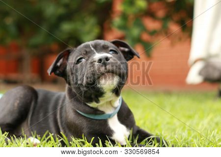 Cute Young 6 Week Old Staffordshire Terrior Pups Playing In Their Family Backyard, Having Fun With T