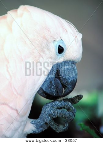 Cockatoo