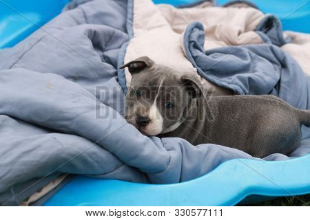 Cute Young 6 Week Old Staffordshire Terrior Pups Playing In Their Family Backyard, Having Fun With T