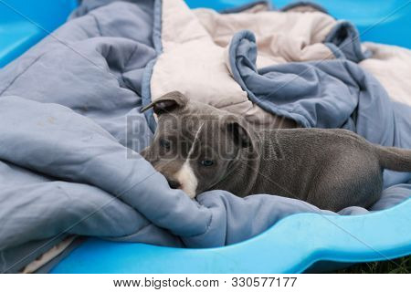Cute Young 6 Week Old Staffordshire Terrior Pups Playing In Their Family Backyard, Having Fun With T