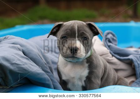 Cute Young 6 Week Old Staffordshire Terrior Pups Playing In Their Family Backyard, Having Fun With T