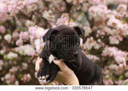 Cute Young 6 Week Old Staffordshire Terrior Pups Playing In Their Family Backyard, Having Fun With T