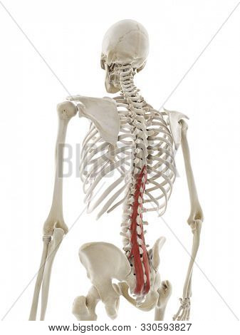3d rendered medically accurate illustration of the multifidus