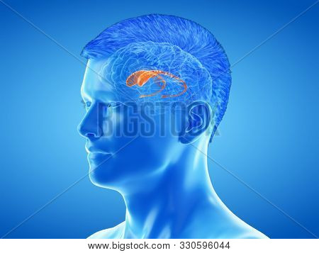 3d rendered medically accurate illustration of the brain anatomy - the caudate nucleus