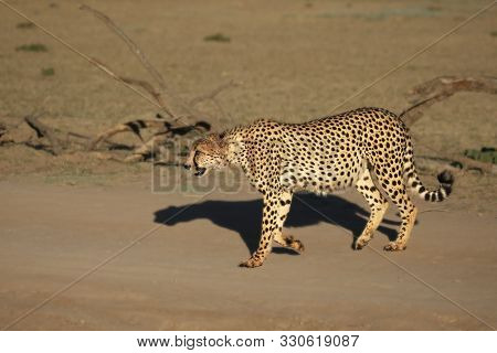 The Cheetah Male (acinonyx Jubatus) Walking Across Sand Way In Dry Kalahari Desert In Morning Sun.