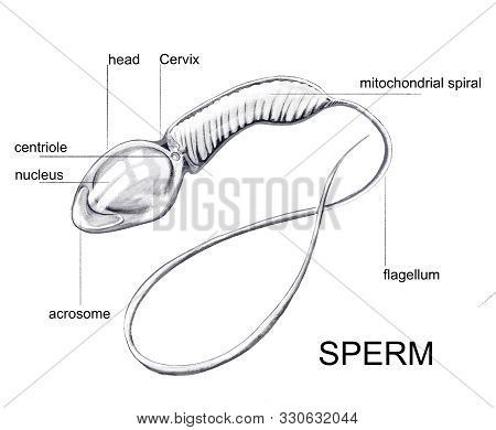 Illustration Of The Sperm Cell Anatomy. Man Health.