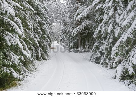 The Road In The Forest Surrounded Of The Christmas Trees Covered With Snow